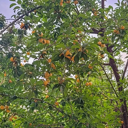 Appartement De Youyoube2 Porticcio (Corsica)