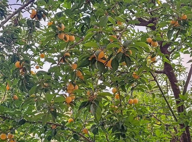 Daire De Youyoube2 Porticcio (Corsica)